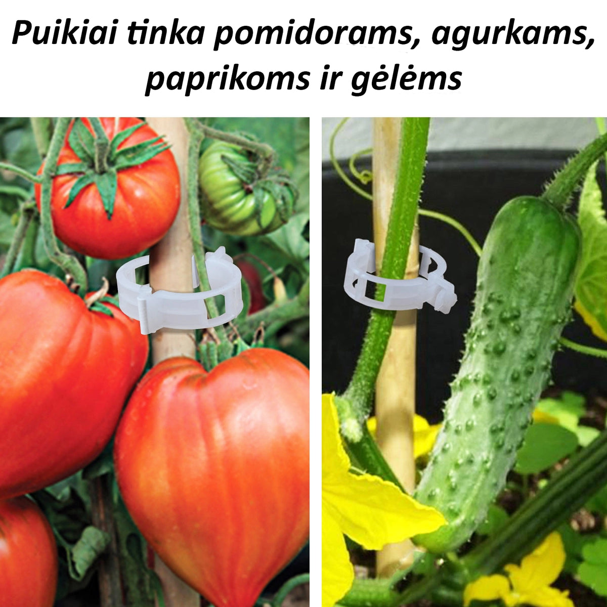 Prekes nuotrauka TR01